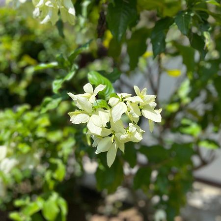 فيلا Garden Haven هيكادوفا المظهر الخارجي الصورة