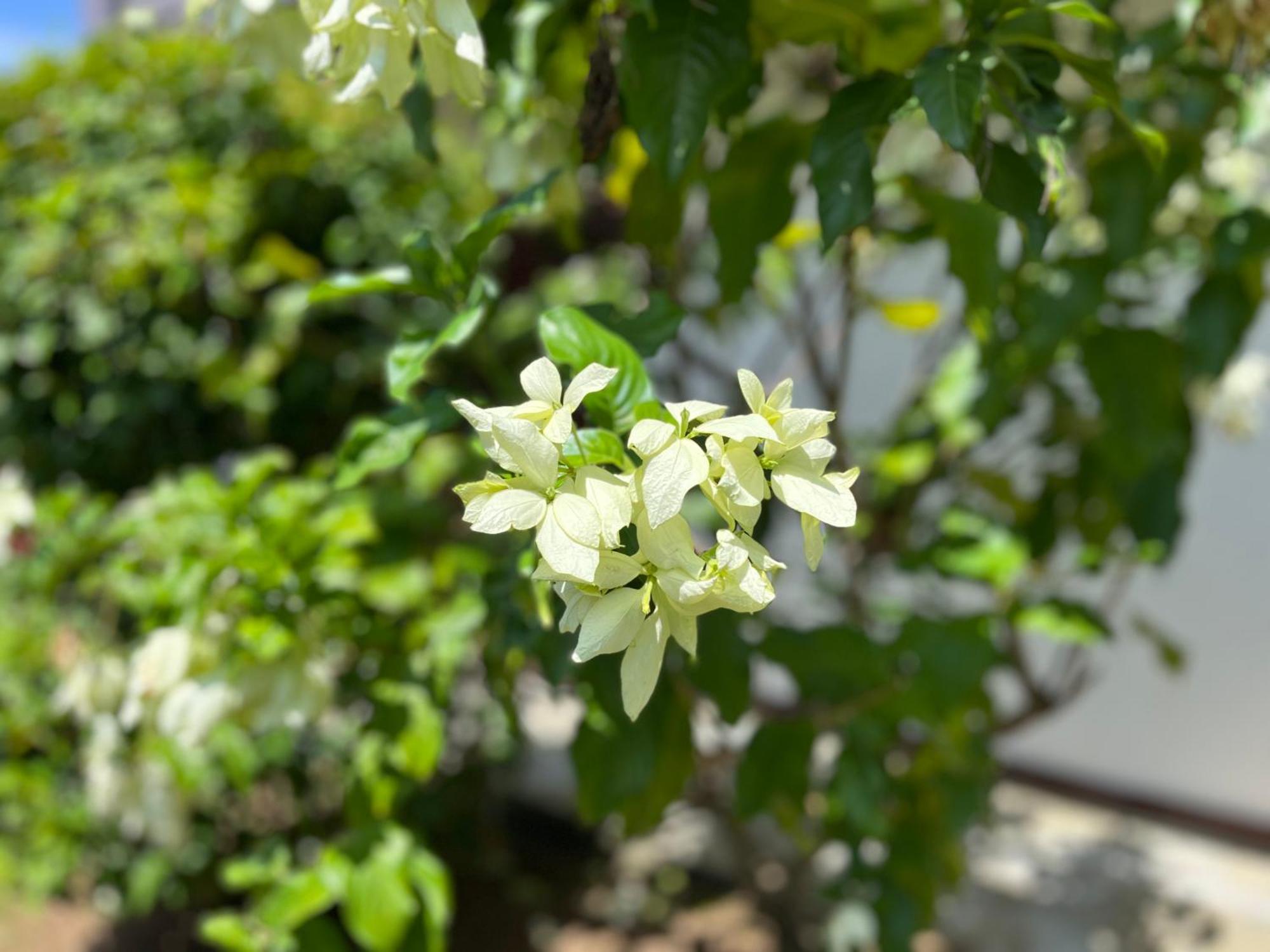 فيلا Garden Haven هيكادوفا المظهر الخارجي الصورة
